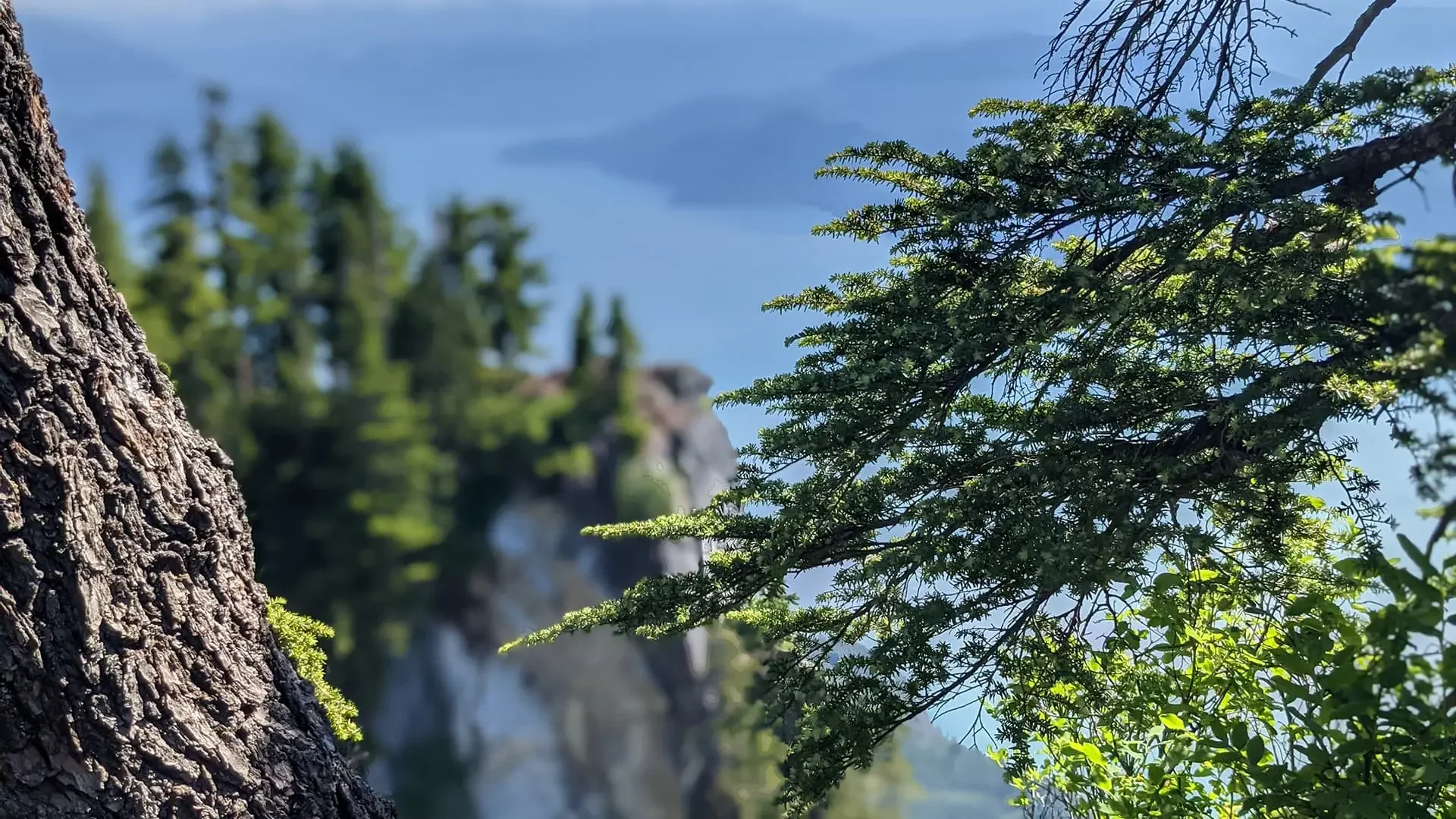 Mountain scene with coniferous trees in the foreground